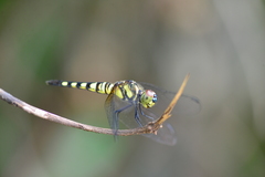 Brachydiplax