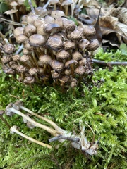 Mycena tintinnabulum