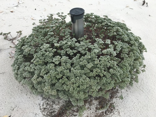 Squareflower (Paronychia erecta)
