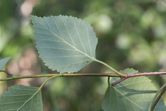 Betula × aurata