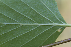 Betula × aurata