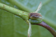 Betula × aurata