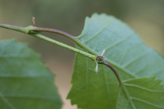 Betula × aurata