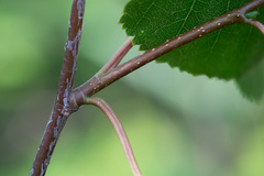 Betula × aurata