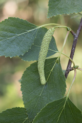 Betula × aurata