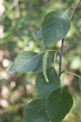 Betula × aurata