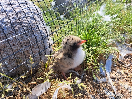 iNaturalist: (c) Braden DeWeerd, some rights reserved (CC BY-NC), uploaded by Braden DeWeerd iNaturalist image