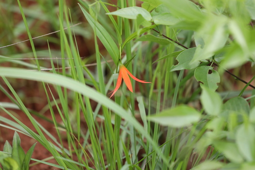 Gloriosa lindenii