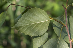 Betula × aurata