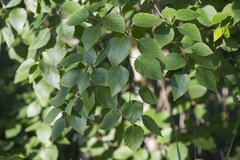 Betula × aurata