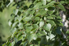 Betula × aurata