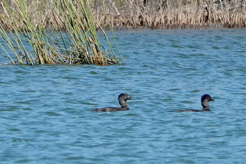 Musk Duck (Biziura lobata), photo 3