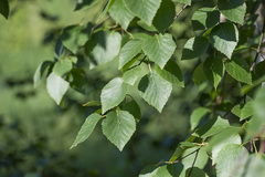 Betula × aurata