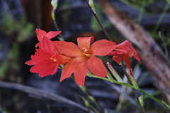 Gladiolus nerineoides
