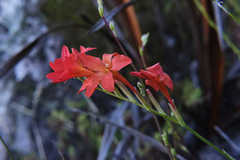 Gladiolus nerineoides
