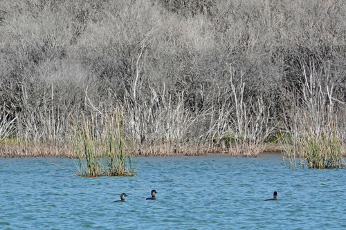 Musk Duck (Biziura lobata), photo 4