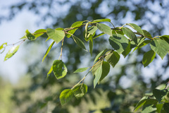 Betula × aurata