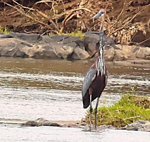 iNaturalist: (c) Steve Mayo, some rights reserved (CC BY-NC), uploaded by Steve Mayo iNaturalist image