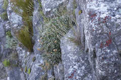 Oldenburgia intermedia