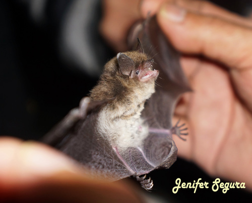 Yuma Myotis