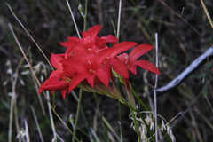 Gladiolus nerineoides
