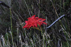 Gladiolus nerineoides