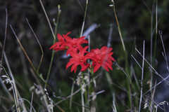 Gladiolus nerineoides