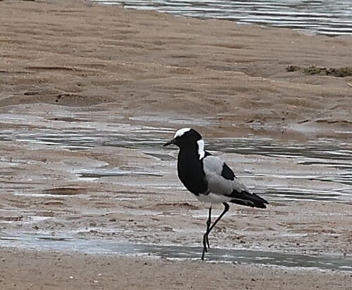 iNaturalist: (c) Steve Mayo, some rights reserved (CC BY-NC), uploaded by Steve Mayo iNaturalist image