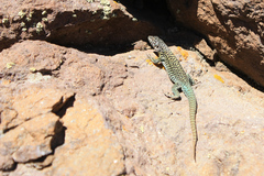 Liolaemus nigroviridis