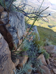 Pelargonium pillansii