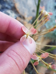 Pelargonium pillansii