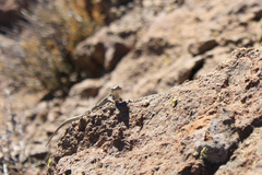 Liolaemus nigroviridis