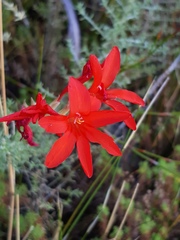 Gladiolus nerineoides