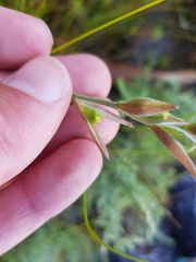 Gladiolus nerineoides