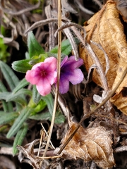 Glandora prostrata