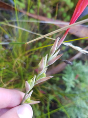Gladiolus nerineoides