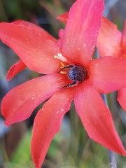 Gladiolus nerineoides