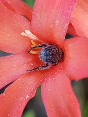 Gladiolus nerineoides