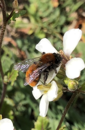 Tawny mining bee