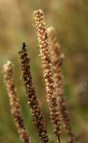 Spiked Speedwell