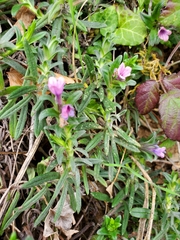 Glandora prostrata