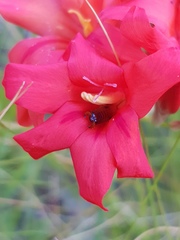 Gladiolus nerineoides