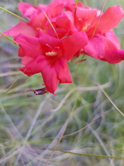 Gladiolus nerineoides