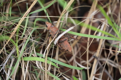 Dictyophorus griseus