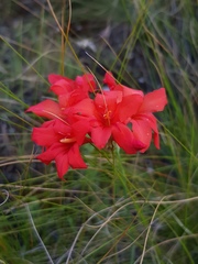 Gladiolus nerineoides