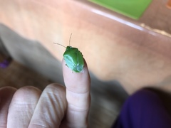 Glaucias subpunctatus