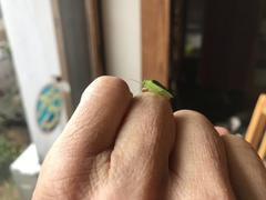 Glaucias subpunctatus