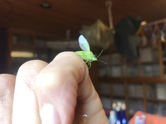 Glaucias subpunctatus