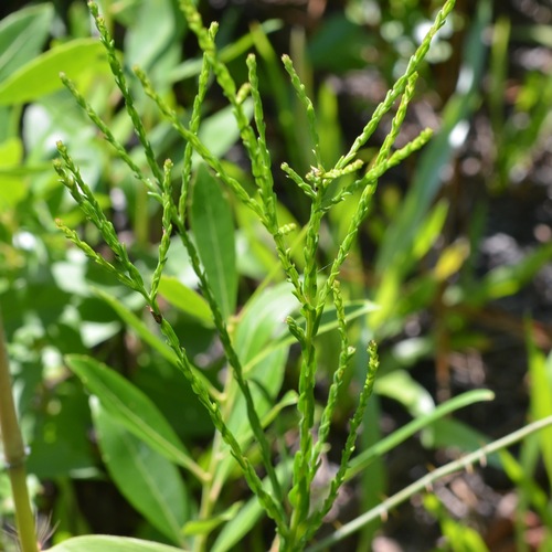 Scaleleaf Aster (Symphyotrichum adnatum)