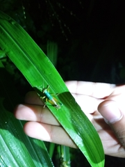 Caryanda spuria
